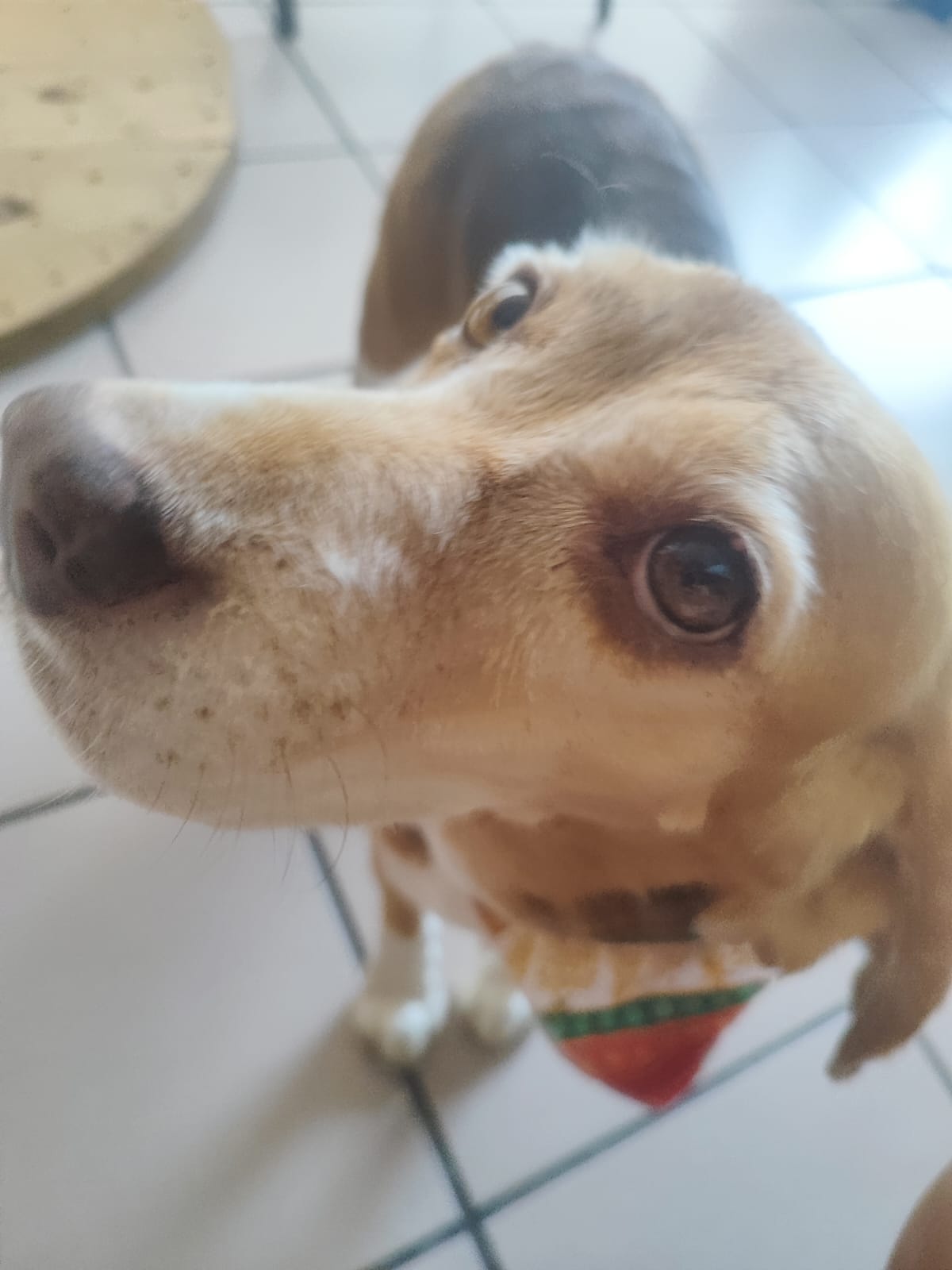 Foto dos meus amigos e minha cadela